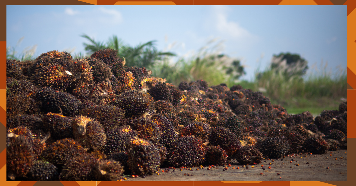 Palm oil usage for puja, is it good or bad?
